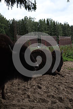 European bison, Saint-Petersburg, Toksovo. Forest bison male also knon as european bison or wisent. Latin name - Bison bonasus