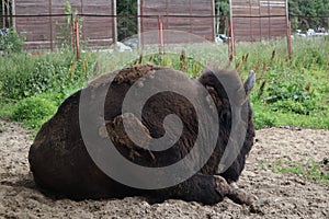 European bison, Saint-Petersburg, Toksovo. Forest bison male also knon as european bison or wisent. Latin name - Bison bonasus