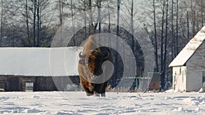 European bison stands near the houses in the village in the field in winter, Belarus