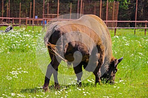 European bison, European bison, summer herbivore, animals photo