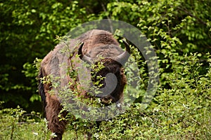 European bison in Tarcu Mountains.