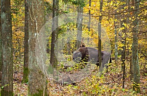 European Bison between trees Bialowieza forest