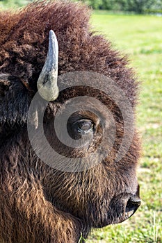 European Bison in the wild