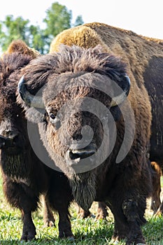 European Bison in the wild