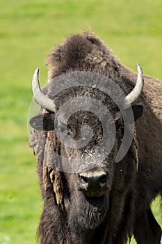 European Bison in the wild