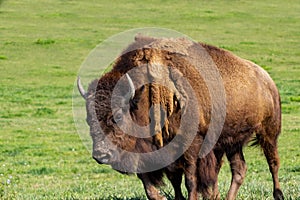 European Bison in the wild