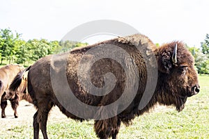 European Bison in the wild