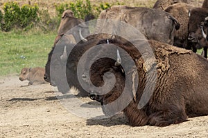 European Bison in the wild