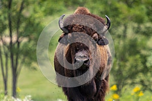 European Bison in the wild