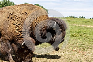 European Bison in the wild