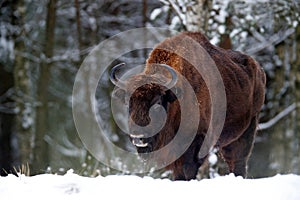 European bison in the winter forest, cold scene with big brown animal in the nature habitat, snow in the tree,