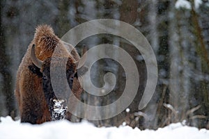 Dente foresta Freddo scena il grande marrone l'animale natura la neve un albero 