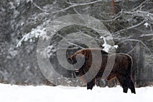 European bison in the winter forest, cold scene with big brown animal in the nature habitat, snow in the tree, Poland