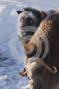 European bison during winter time