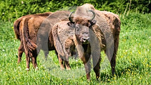 European Bison - Wisent
