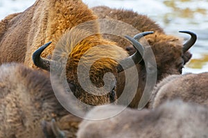 European bison, wisent Bison bonasus, herd in forest, Bialowieza Forest National Park, Poland.