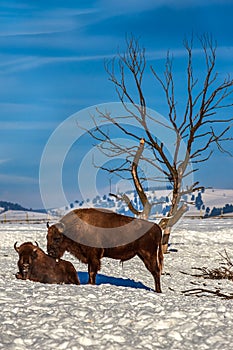 European Bison, Wisent, European Wood Bison, herbivore in winter, Bison bonasus, Romania, Europe