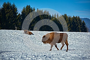 European Bison, Wisent, European Wood Bison, herbivore in winter, Bison bonasus, Romania, Europe