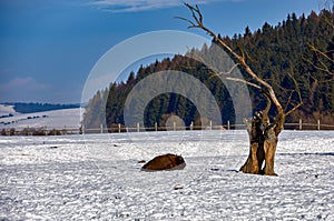 European Bison, Wisent, European Wood Bison, herbivore in winter, Bison bonasus, Romania, Europe