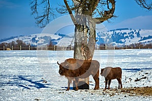 European Bison, Wisent, European Wood Bison, herbivore in winter, Bison bonasus, Romania, Europe