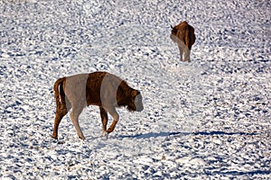 European Bison, Wisent, European Wood Bison, herbivore in winter, Bison bonasus, Romania, Europe