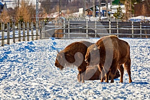 European Bison, Wisent, European Wood Bison, herbivore in winter, Bison bonasus, Romania, Europe