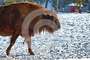 European Bison, Wisent, European Wood Bison, herbivore in winter, Bison bonasus, Romania, Europe