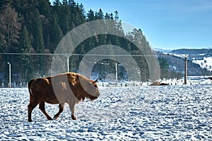 European Bison, Wisent, European Wood Bison, herbivore in winter, Bison bonasus, Romania, Europe