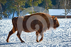 European Bison, Wisent, European Wood Bison, herbivore in winter, Bison bonasus, Romania, Europe