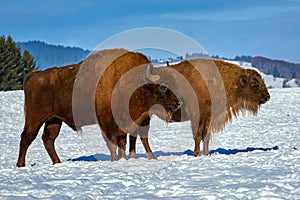 European Bison, Wisent, European Wood Bison, herbivore in winter, Bison bonasus, Romania, Europe