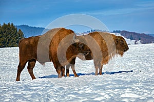 European Bison, Wisent, European Wood Bison, herbivore in winter, Bison bonasus, Romania, Europe