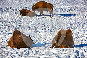 European Bison, Wisent, European Wood Bison, herbivore in winter, Bison bonasus, Romania, Europe