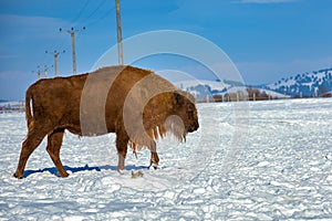 European Bison, Wisent, European Wood Bison, herbivore in winter, Bison bonasus, Romania, Europe