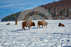 European Bison, Wisent, European Wood Bison, herbivore in winter, Bison bonasus, Romania, Europe