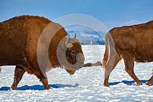 European Bison, Wisent, European Wood Bison, herbivore in winter, Bison bonasus, Romania, Europe