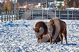 European Bison, Wisent, European Wood Bison, herbivore in winter, Bison bonasus, Romania, Europe