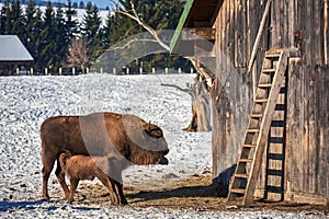 European Bison, Wisent, European Wood Bison, herbivore in winter, Bison bonasus, Romania, Europe