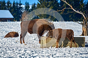 European Bison, Wisent, European Wood Bison, herbivore in winter, Bison bonasus, Romania, Europe