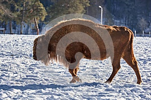 European Bison, Wisent, European Wood Bison, herbivore in winter, Bison bonasus, Romania, Europe photo