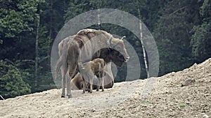 European bison - Wisent, Female and calf