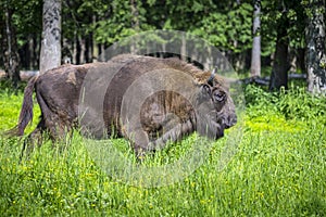 European bison, wisent