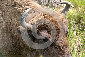 European bison Wisent, Zubr in pasture in summer