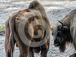European bison - Wolin National Park, Poland photo
