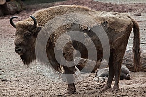 European bison (Bison bonasus). photo