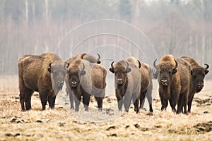 European Bisons