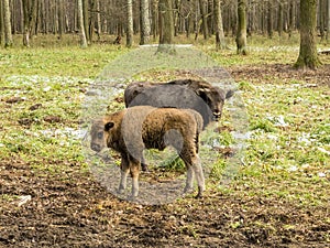 European bisons Bison bonasus, young animals, aurochs in the forest