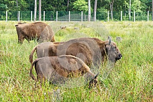 European bisons iBison bonasus n its natural habitat.