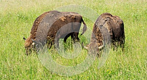 European bisons in meadow in summertime