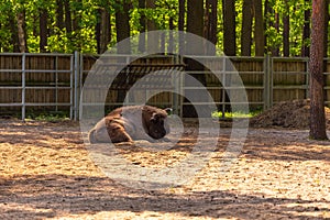 European bisons in a mini ZOO, Goluchow, Poland