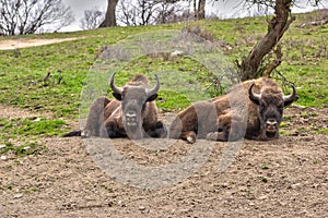 European bisons at Topolcianky